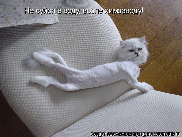 Не суйся в воду, возле химзаводу!... Котоматрица: Не суйся в воду, возле химзаводу!