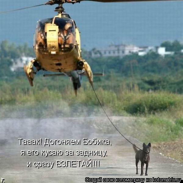 Тааак! Догоняем Бобика, я его кусаю за задницу, и сразу ВЗЛЕТАЙ!!!... Котоматрица: Тааак! Догоняем Бобика, я его кусаю за задницу, и сразу ВЗЛЕТАЙ!!!