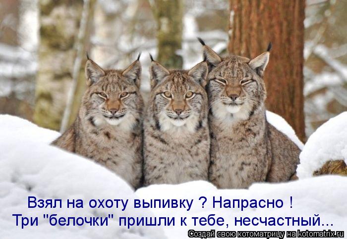 Котоматрица: Три "белочки" пришли к тебе, несчастный... Взял на охоту выпивку ? Напрасно !