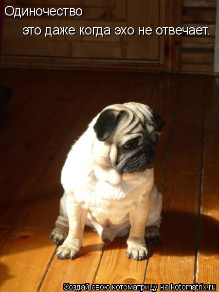 Одиночество это даже когда эхо не отвечает.... Котоматрица: Одиночество это даже когда эхо не отвечает.