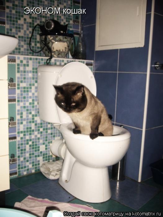 ЭКОНОМ кошак... Котоматрица: ЭКОНОМ кошак