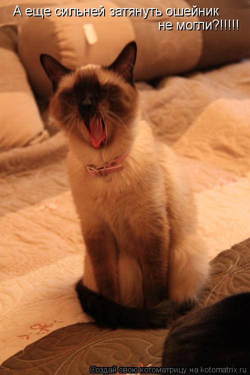 А еще сильней затянуть ошейник не могли?!!!!!... Котоматрица: А еще сильней затянуть ошейник не могли?!!!!!