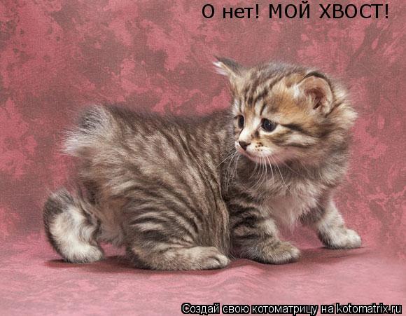 О нет! МОЙ ХВОСТ!... Котоматрица: О нет! МОЙ ХВОСТ!