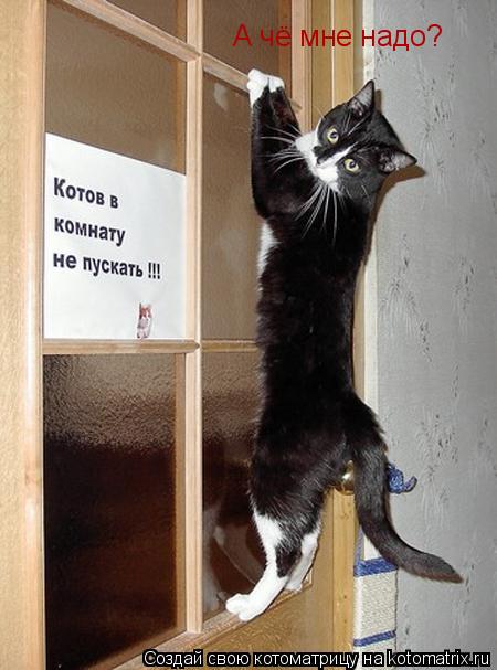 А чё мне надо?... Котоматрица: А чё мне надо?