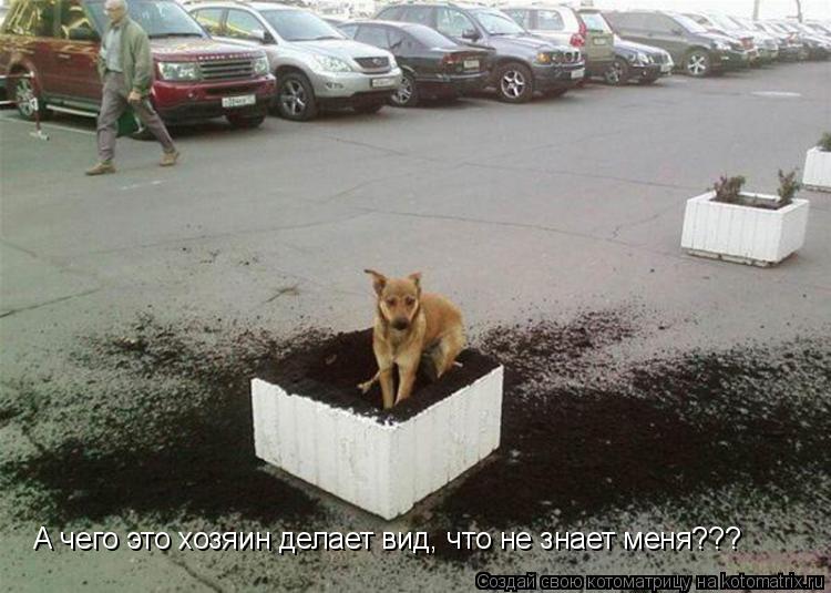 А чего это хозяин делает вид, что не знает меня???... Котоматрица: А чего это хозяин делает вид, что не знает меня???