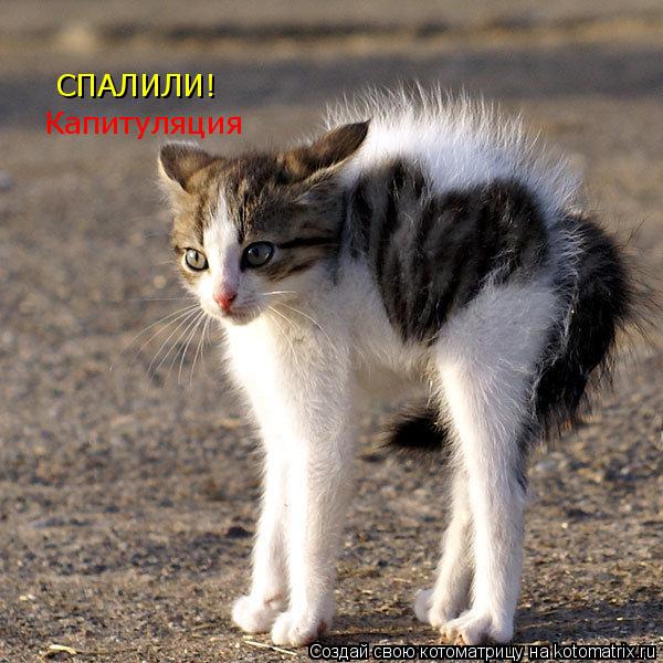 СПАЛИЛИ! Капитуляция... Котоматрица: СПАЛИЛИ! Капитуляция