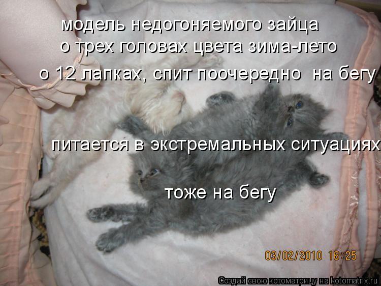 модель недогоняемого зайца о трех головах цвета зима-лето о 12 лапках, спит поочередно на бегу пит... Котоматрица: модель недогоняемого зайца о трех головах цвета зима-лето о 12 лапках, спит поочередно на бегу питается в экстремальных ситуациях тоже на