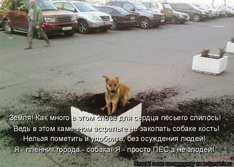 Земля! Как много в этом слове для сердца пёсьего слилось! Ведь в этом каменном асфальте не закопать с... Котоматрица: Земля! Как много в этом слове для сердца пёсьего слилось! Ведь в этом каменном асфальте не закопать собаке кость! Нельзя пометить и удобрить