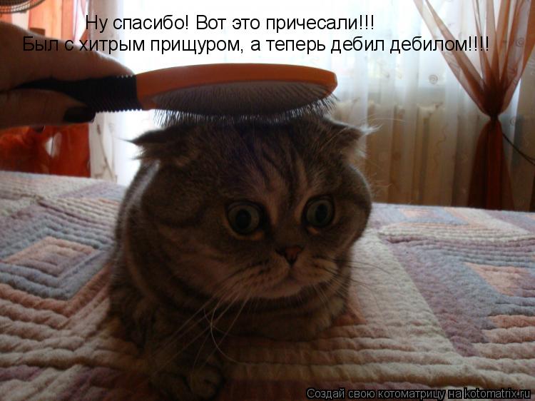 Ну спасибо! Вот это причесали!!! Был с хитрым прищуром, а теперь дебил дебилом!!!!... Котоматрица: Ну спасибо! Вот это причесали!!! Был с хитрым прищуром, а теперь дебил дебилом!!!!