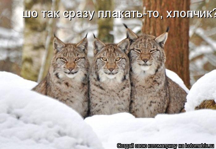 шо так сразу плакать-то, хлопчик?... Котоматрица: шо так сразу плакать-то, хлопчик?