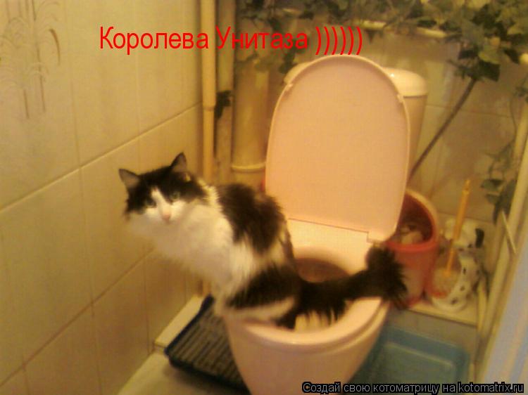 Королева Унитаза ))))))... Котоматрица: Королева Унитаза ))))))