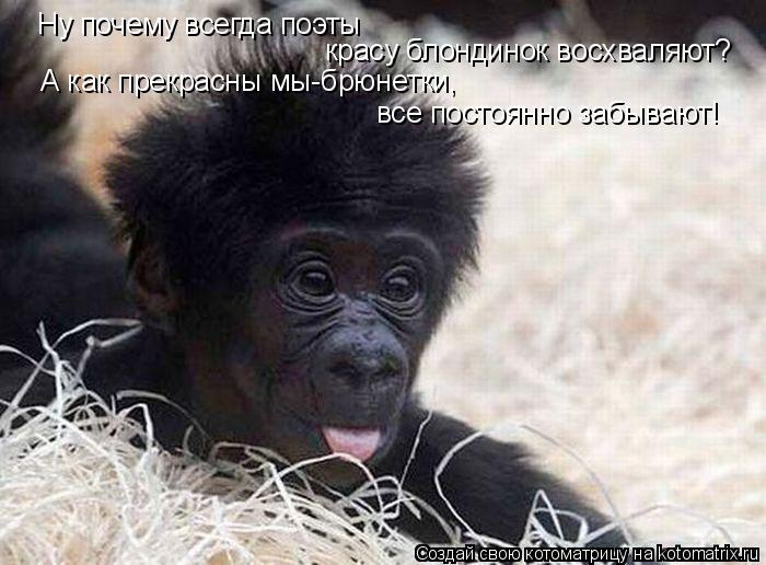 Ну почему всегда поэты красу блондинок восхваляют? А как прекрасны мы-брюнетки, все постоянно забываю... Котоматрица: Ну почему всегда поэты красу блондинок восхваляют? А как прекрасны мы-брюнетки, все постоянно забывают!