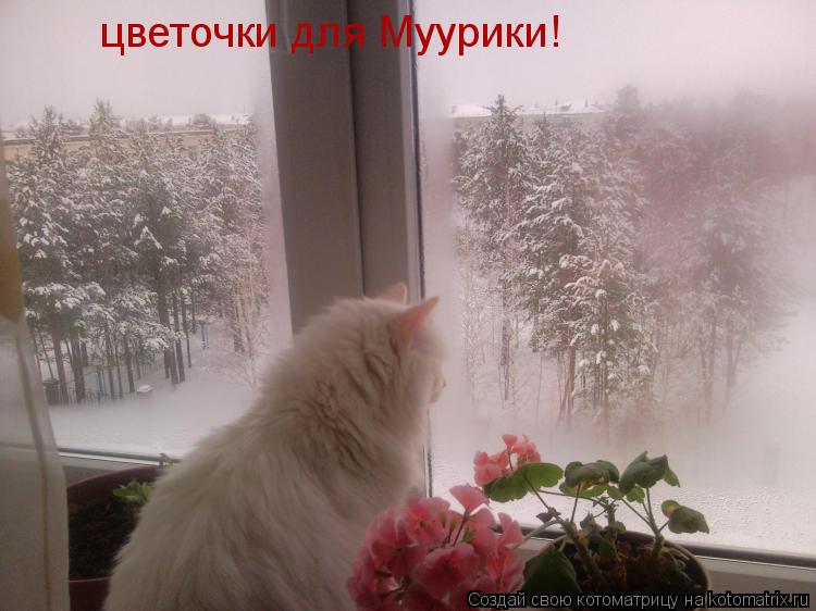 цветочки для Муурики!... Котоматрица: цветочки для Муурики!