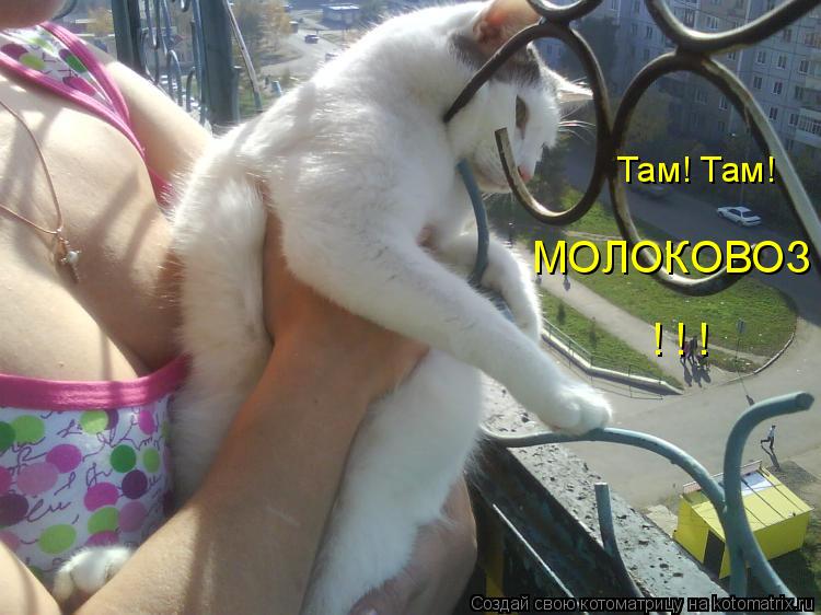 Там! Там! МОЛОКОВОЗ ! ! !... Котоматрица: Там! Там! МОЛОКОВОЗ ! ! !