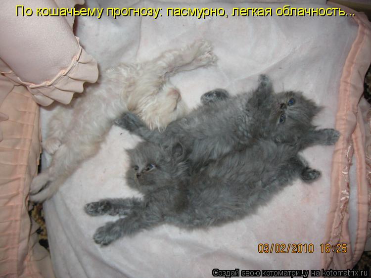 Котоматрица: По кошачьему прогнозу: пасмурно, легкая облачность...