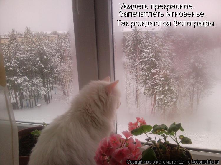 Увидеть прекрасное. Так рождаются Фотографы. Запечатлеть мгновенье.... Котоматрица: Увидеть прекрасное. Так рождаются Фотографы. Запечатлеть мгновенье.