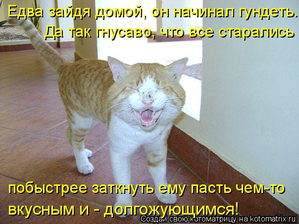 Котоматрица: Едва зайдя домой, он начинал гундеть. побыстрее заткнуть ему пасть чем-то  Да так гнусаво, что все старались  вкусным и - долгожующимся!
