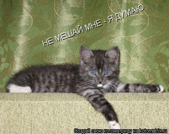 НЕ МЕШАЙ МНЕ - Я ДУМАЮ... Котоматрица: НЕ МЕШАЙ МНЕ - Я ДУМАЮ