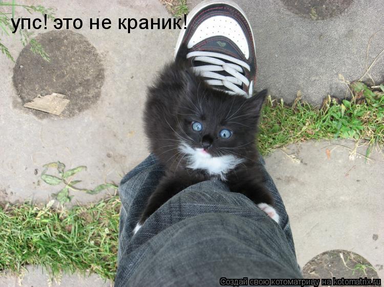 упс! это не краник!... Котоматрица: упс! это не краник!