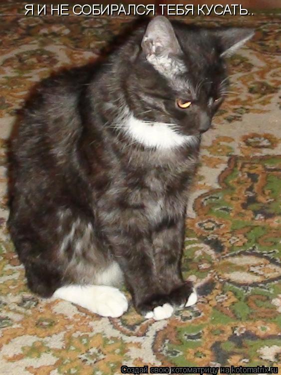 Я И НЕ СОБИРАЛСЯ ТЕБЯ КУСАТЬ..... Котоматрица: Я И НЕ СОБИРАЛСЯ ТЕБЯ КУСАТЬ..