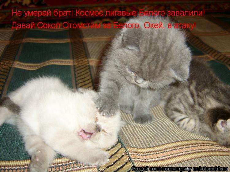 Не умерай брат! Космос лигавые Белого завалили! Давай Сокол Отомстим за Белого. Окей, в атаку!... Котоматрица: Не умерай брат! Космос лигавые Белого завалили! Давай Сокол Отомстим за Белого. Окей, в атаку!
