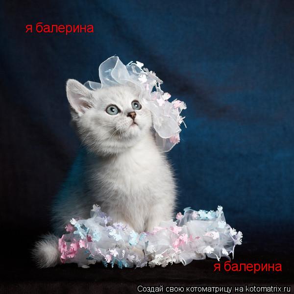 я балерина я балерина... Котоматрица: я балерина я балерина