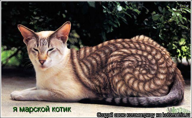 я марской котик... Котоматрица: я марской котик