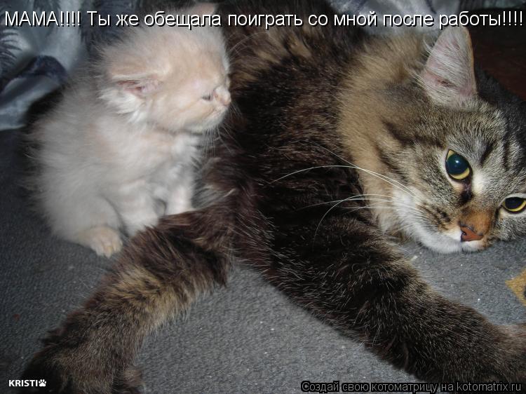 МАМА!!!! Ты же обещала поиграть со мной после работы!!!!!... Котоматрица: МАМА!!!! Ты же обещала поиграть со мной после работы!!!!!