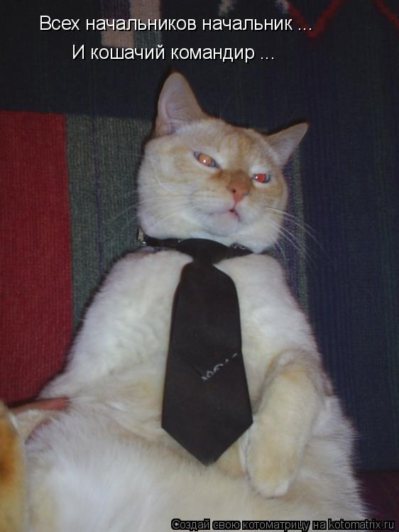 Всех начальников начальник ... И кошачий командир ...... Котоматрица: Всех начальников начальник ... И кошачий командир ...