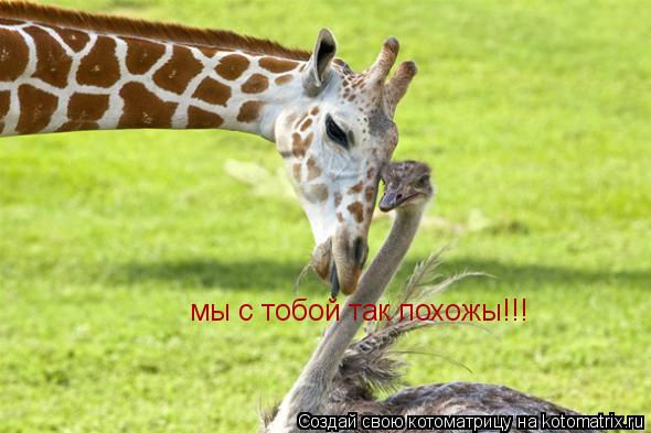 мы с тобой так похожы!!!... Котоматрица: мы с тобой так похожы!!!