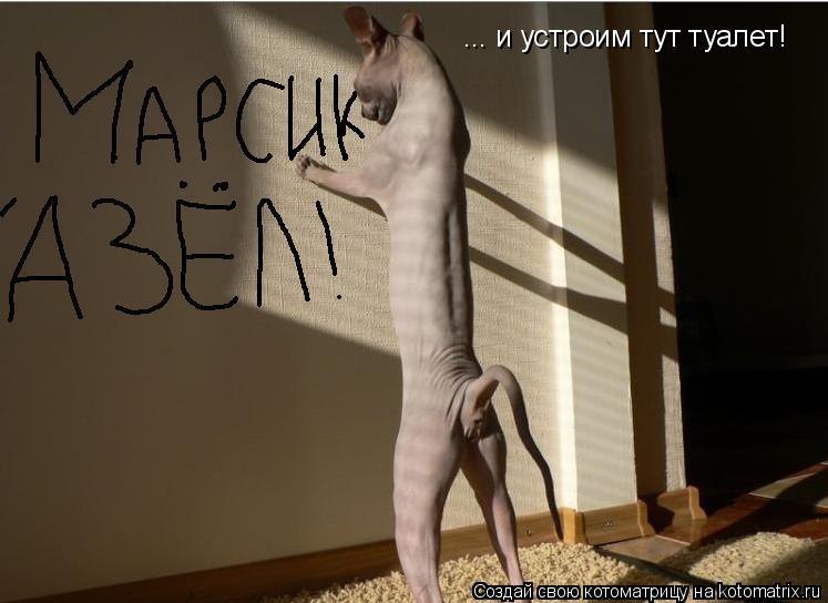 ... и устроим тут туалет!... Котоматрица: ... и устроим тут туалет!
