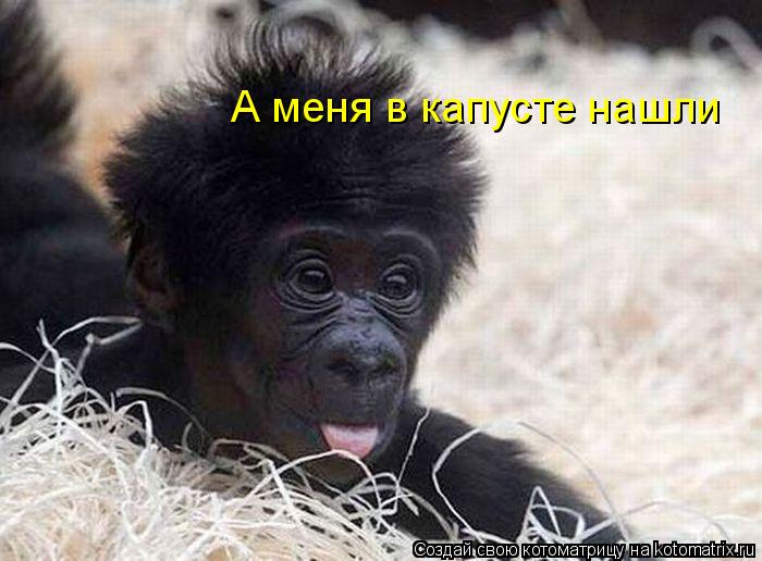 А меня в капусте нашли... Котоматрица: А меня в капусте нашли