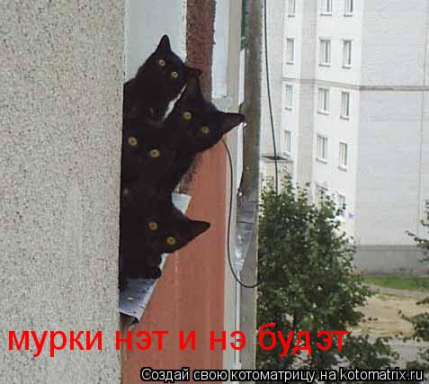 мурки нэт и нэ будэт... Котоматрица: мурки нэт и нэ будэт