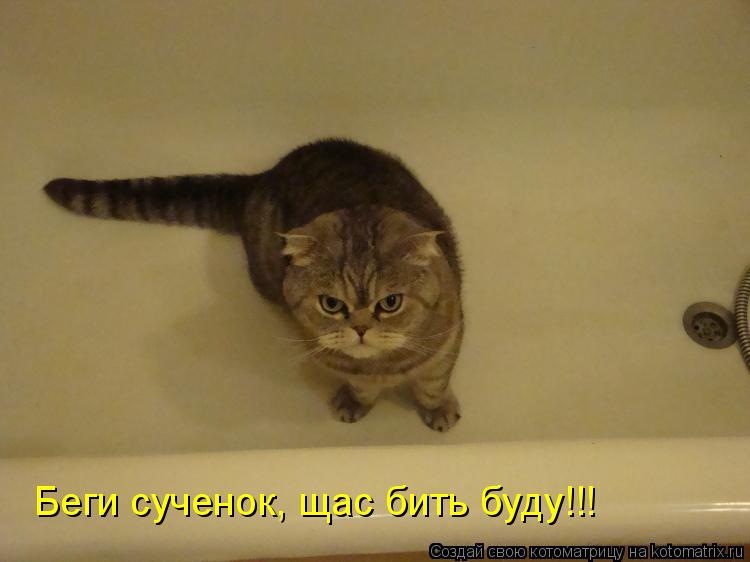 Беги сученок, щас бить буду!!!... Котоматрица: Беги сученок, щас бить буду!!!