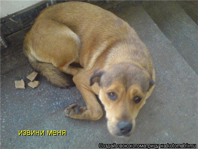 извини меня... Котоматрица: извини меня