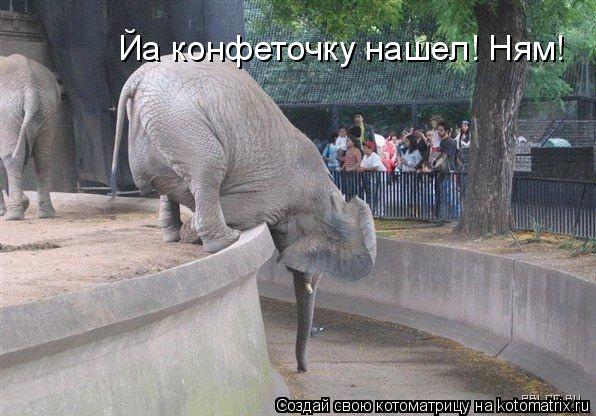 Йа конфеточку нашел! Ням!... Котоматрица: Йа конфеточку нашел! Ням!