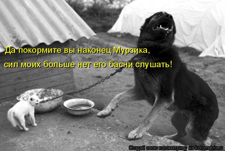 сил моих больше нет его басни слушать! Да покормите вы наконец Мурзика,... Котоматрица: сил моих больше нет его басни слушать! Да покормите вы наконец Мурзика,