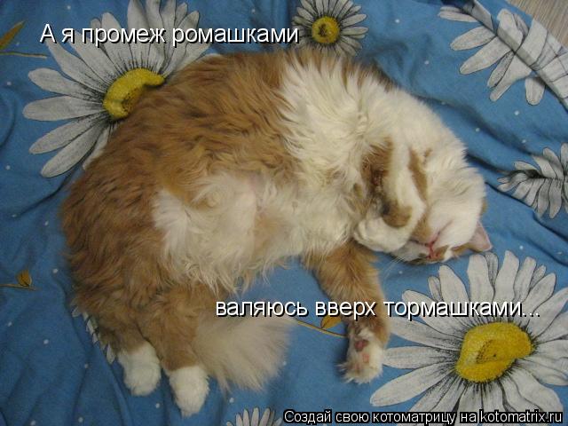 А я промеж ромашками валяюсь вверх тормашками...... Котоматрица: А я промеж ромашками валяюсь вверх тормашками...