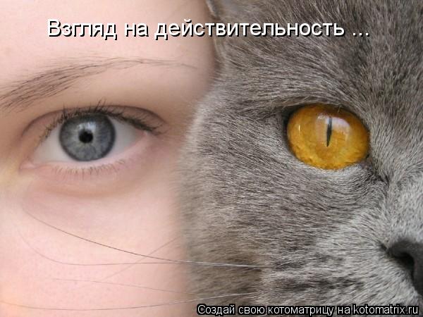Взгляд на действительность ...... Котоматрица: Взгляд на действительность ...