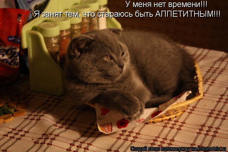 У меня нет времени!!! Я занят тем, что стараюсь быть АППЕТИТНЫМ!!!... Котоматрица: У меня нет времени!!! Я занят тем, что стараюсь быть АППЕТИТНЫМ!!!