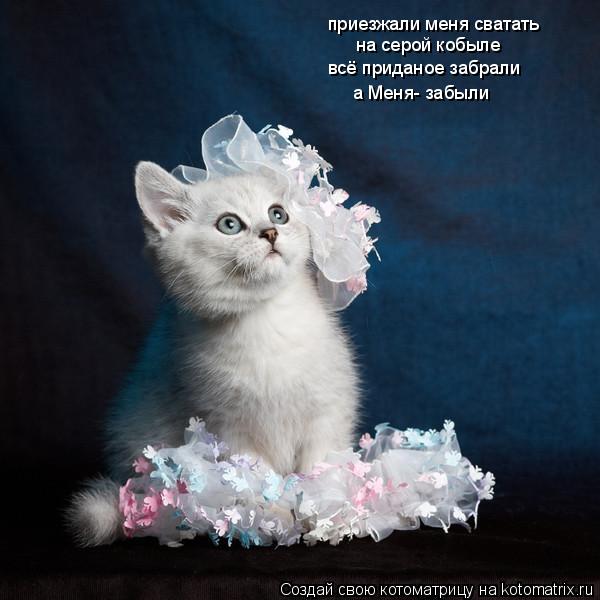 приезжали меня сватать на серой кобыле всё приданое забрали а Меня- забыли... Котоматрица: приезжали меня сватать на серой кобыле всё приданое забрали а Меня- забыли