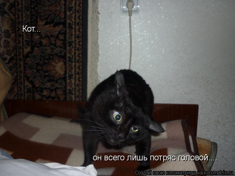 Кот... он всего лишь потряс головой....... Котоматрица: Кот... он всего лишь потряс головой....