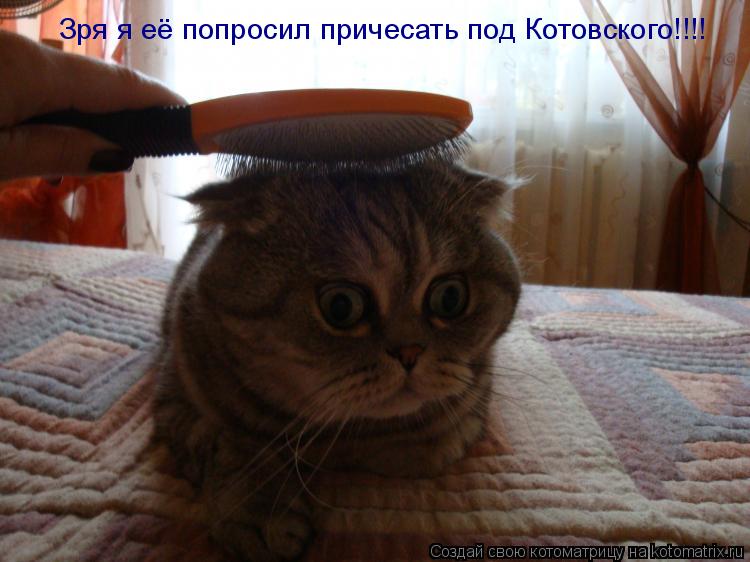 Зря я её попросил причесать под Котовского!!!!... Котоматрица: Зря я её попросил причесать под Котовского!!!!