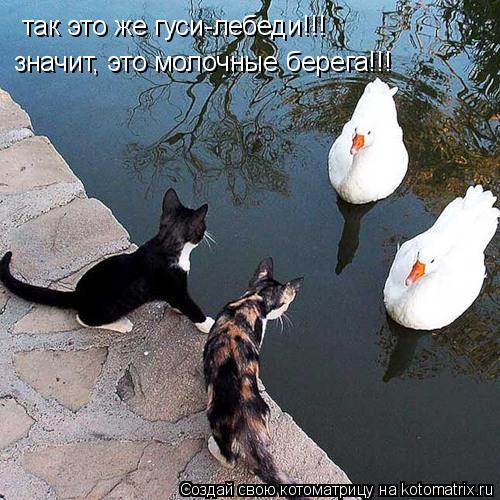 так это же гуси-лебеди!!! значит, это молочные берега!!!... Котоматрица: так это же гуси-лебеди!!! значит, это молочные берега!!!