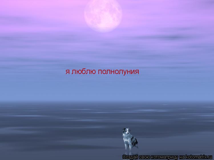 я люблю полнолуния... Котоматрица: я люблю полнолуния