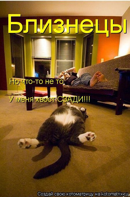 Близнецы Но что-то не то У меня хвост СЗАДИ!!!... Котоматрица: Близнецы Но что-то не то У меня хвост СЗАДИ!!!