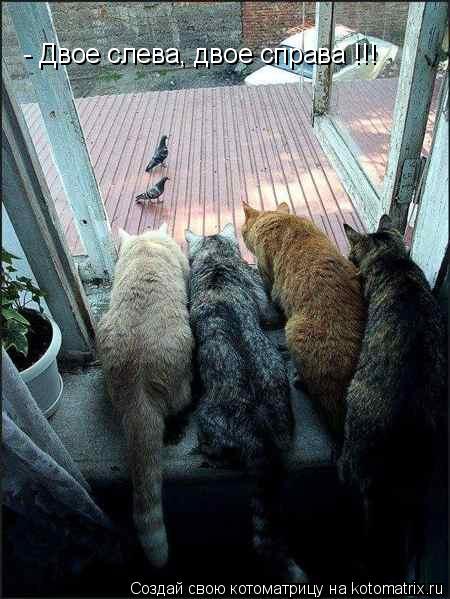 - Двое слева, двое справа !!!... Котоматрица: - Двое слева, двое справа !!!