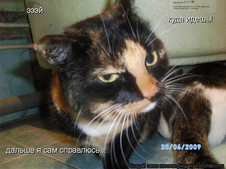 эээй дальше я сам справлюсь.... куда идешь!... Котоматрица: эээй дальше я сам справлюсь.... куда идешь!