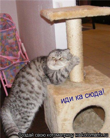 иди ка сюда!... Котоматрица: иди ка сюда!