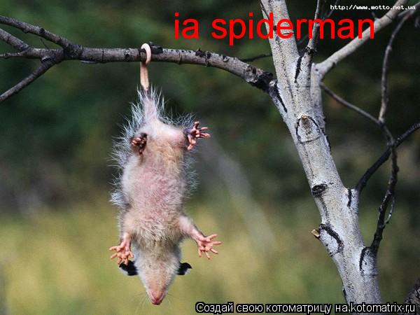 ia spiderman... Котоматрица: ia spiderman